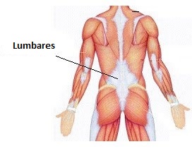 músculos lumbares